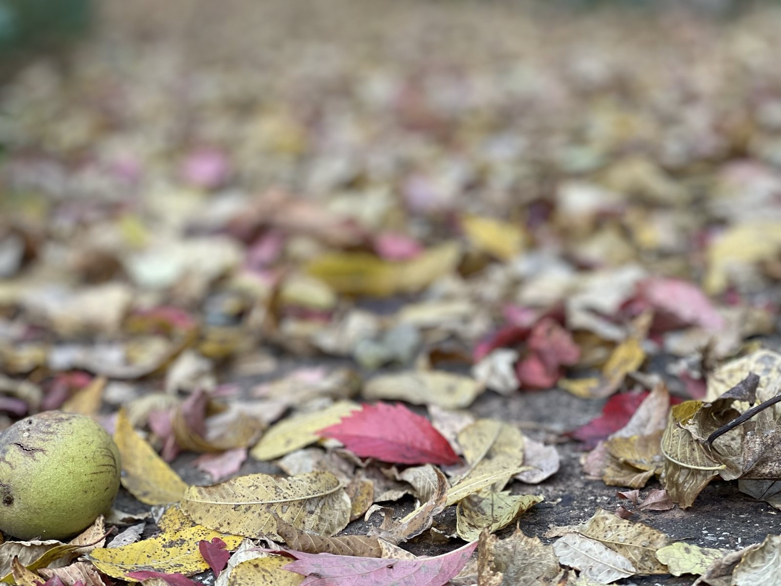 Fallen leaves and a green walnut on the ground.