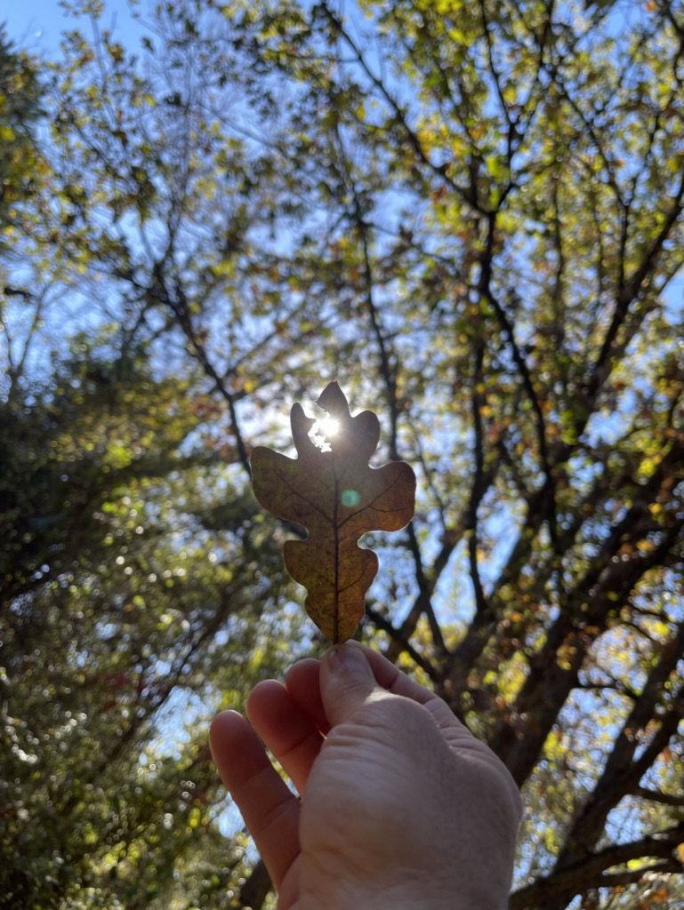 A hand holding an oak leaf up to the sun.