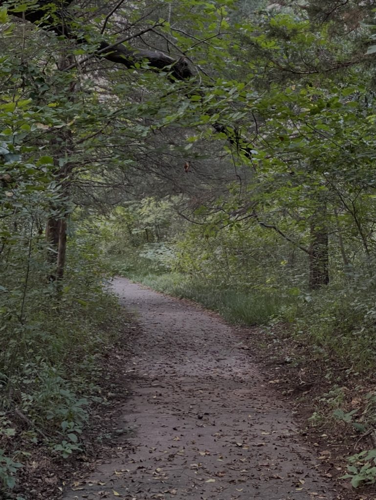 A shaded wooded path.